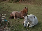 Caballos